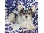 Yorkshire Terrier Puppy for sale in Limestone, TN, USA