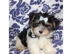 Yorkshire Terrier Puppy for sale in Limestone, TN, USA