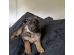 German Shepherd Dog Puppy for sale in Merrillville, IN, USA