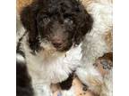Mutt Puppy for sale in Baltimore, MD, USA