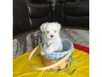Maltese Puppy for sale in Davenport, FL, USA