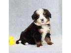Cavapoo Puppy for sale in Liberty, KY, USA