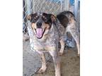 Adopt Lionel a Mixed Breed