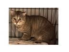 Adopt Ty a Domestic Short Hair