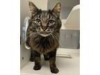 Faye Domestic Longhair Adult Female