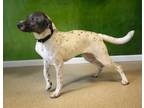Dixie Mixed Breed (Large) Adult Female