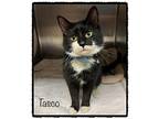 TASCO (see also Foster) Domestic Shorthair Adult Male