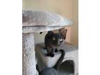 Maxwell Domestic Shorthair Young Male