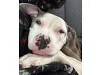 Reign American Staffordshire Terrier Young Female