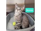 Brynna Domestic Shorthair Adult Female