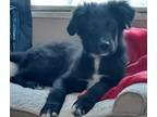 Adopt Buddy a Great Pyrenees, Border Collie