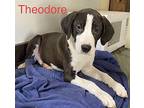 Theodore Terrier (Unknown Type, Medium) Puppy Male