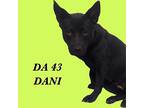 DA 18 Dani Australian Cattle Dog Adult Female
