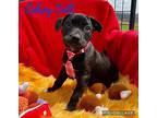 Celery salt Labrador Retriever Puppy Male