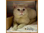 RICKY Domestic Shorthair Adult Male