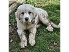 Frankie Great Pyrenees Puppy Female