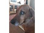 Clifford & Mx Redbone Coonhound Adult Male