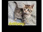 Anthony Domestic Shorthair Kitten Male