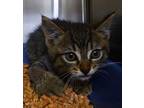 Kellogg Domestic Shorthair Kitten Male