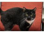 Jim Domestic Shorthair Adult Male