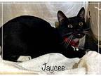 JAYCEE Domestic Shorthair Adult Male