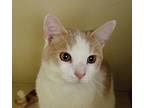 Spice Domestic Shorthair Young Male