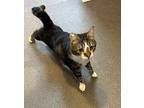 Nita Domestic Shorthair Adult Female