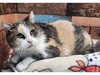 Divinity Domestic Shorthair Senior Female