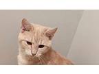 Meshack Domestic Shorthair Young Male
