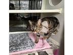 DARLA Domestic Shorthair Young Female