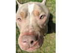 Karma American Pit Bull Terrier Adult Female