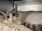 Daisy Domestic Shorthair Adult Female