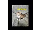 Aviana Domestic Shorthair Kitten Female
