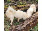 Petite White American Eskimo Dog Young Female