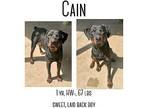 Cain Rottweiler Young Male