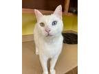 Adopt Ghost a Domestic Short Hair