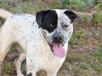 Adopt Otis a Australian Cattle Dog / Blue Heeler, Pit Bull Terrier