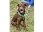 Adopt Darwin a Labrador Retriever, Hound