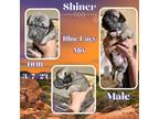 Adopt Shiner a Blue Lacy