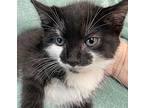 Zara Domestic Shorthair Kitten Female
