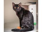 Inky Domestic Shorthair Young Male