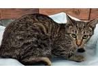 Space Domestic Shorthair Young Male