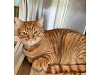 TANGERINE Domestic Shorthair Adult Female