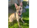 Adopt Enzo a Shepherd, Labrador Retriever