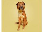 Harrison Mixed Breed (Medium) Adult Male