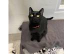Lucy Domestic Shorthair Adult Female