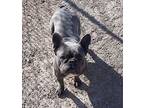 Eloise French Bulldog Adult Female