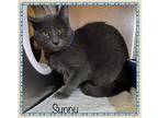 SUNNY Domestic Shorthair Young Male