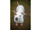 Dopey Mixed Breed (Medium) Adult Male