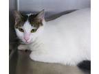 Mrs. Cotton Domestic Shorthair Young Female